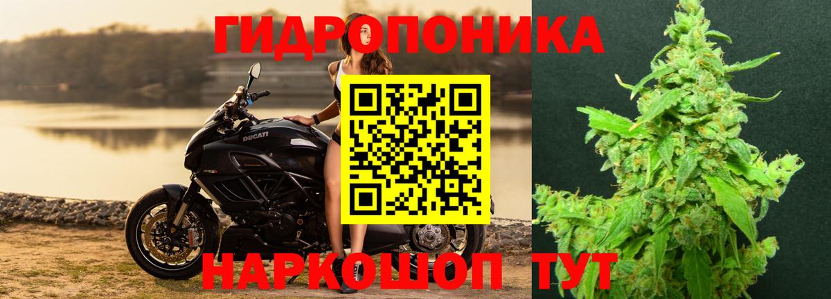 Конопля индика Сатка